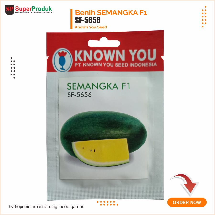 Benih semangka sf 5656 known you seed