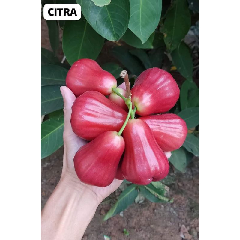 jambu air citra | bibit jambu citra merah | jambu air merah | hasil okulasi