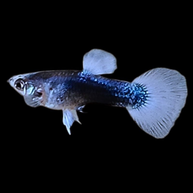 

kardus packing-blue koi