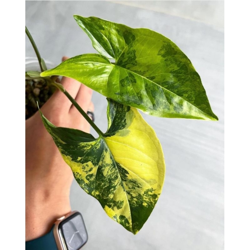 Syngonium Variegata Yellow Anakan Murah BUKAN BONGGOL