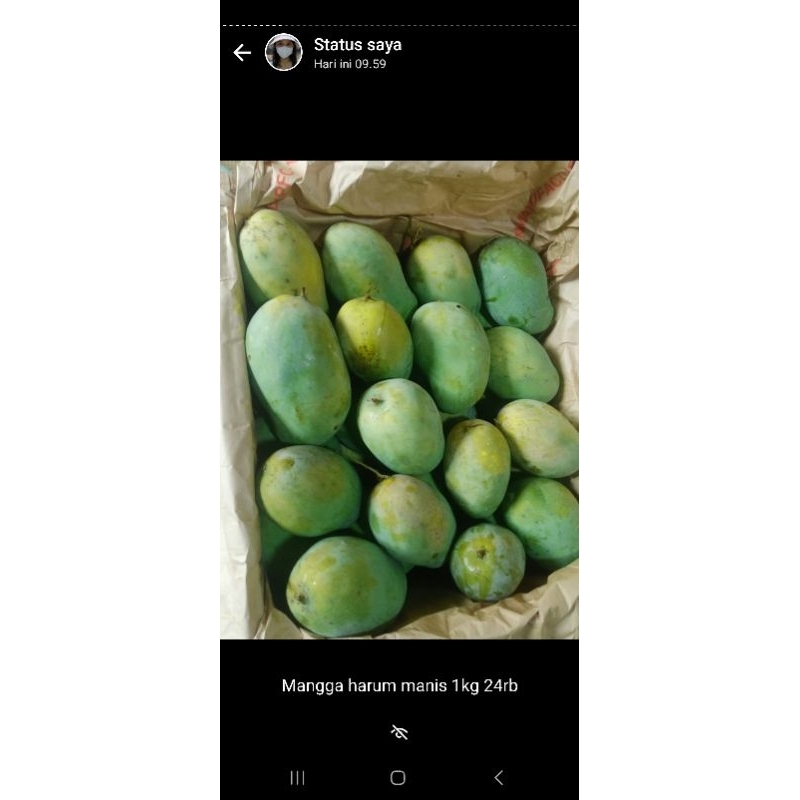 

Mangga Harum manis
