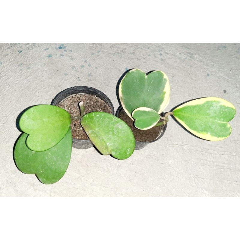 Paket Hoya Kerii Love Cluster Varigata dan Hijau
