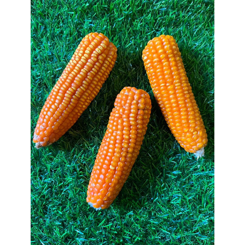 Dried Corn / jagung kering untuk hamster / gigitan hamster