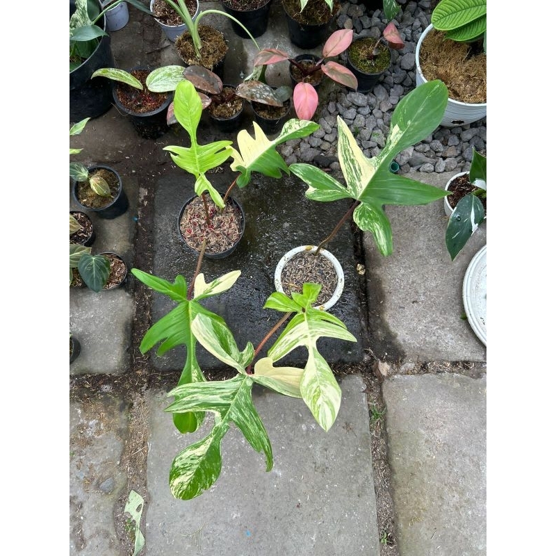 Philodendron Florida Beauty Narrow Form
