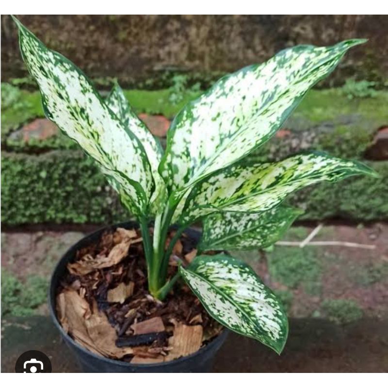 Baby aglonema snow white/aglonema anakan snow white daun 3-4