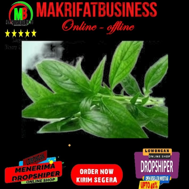 

Paket 500 Gram Daun dan Batang SAMBILOTO SAMBIROTO Fresh Order Langsung Petik