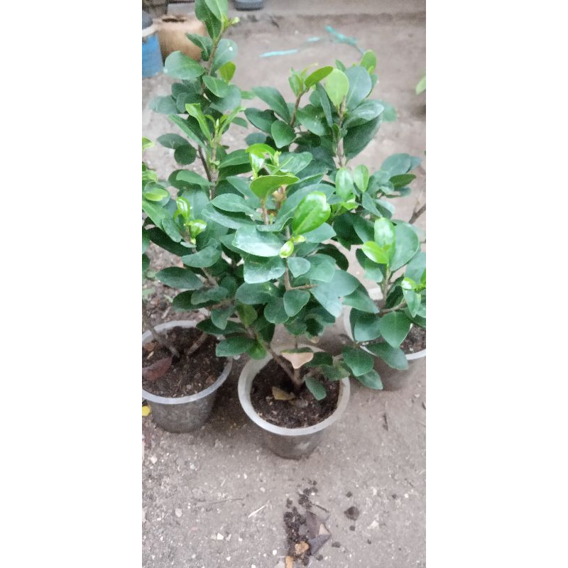 Bahan Bonsai Beringin Compacta