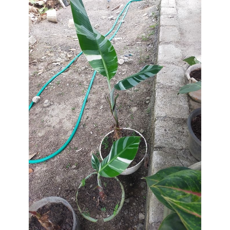 pisang varigata florida