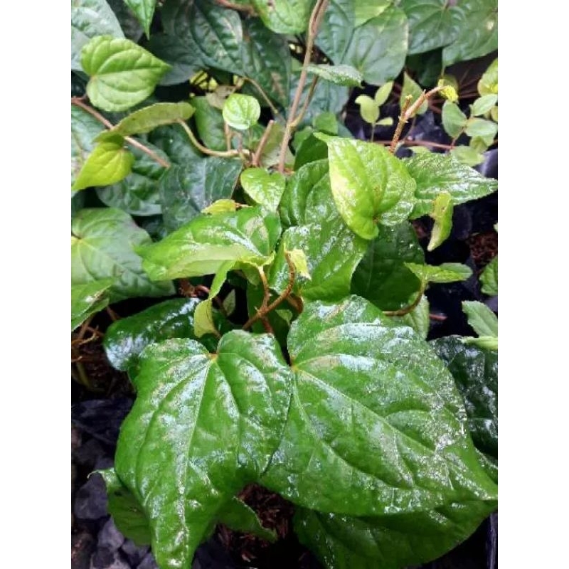 TANAMAN SIRIH HIJAU | BIBIT SIRIH HIJAU | TANAMAN (HERBAL) SIRIH HIJAU