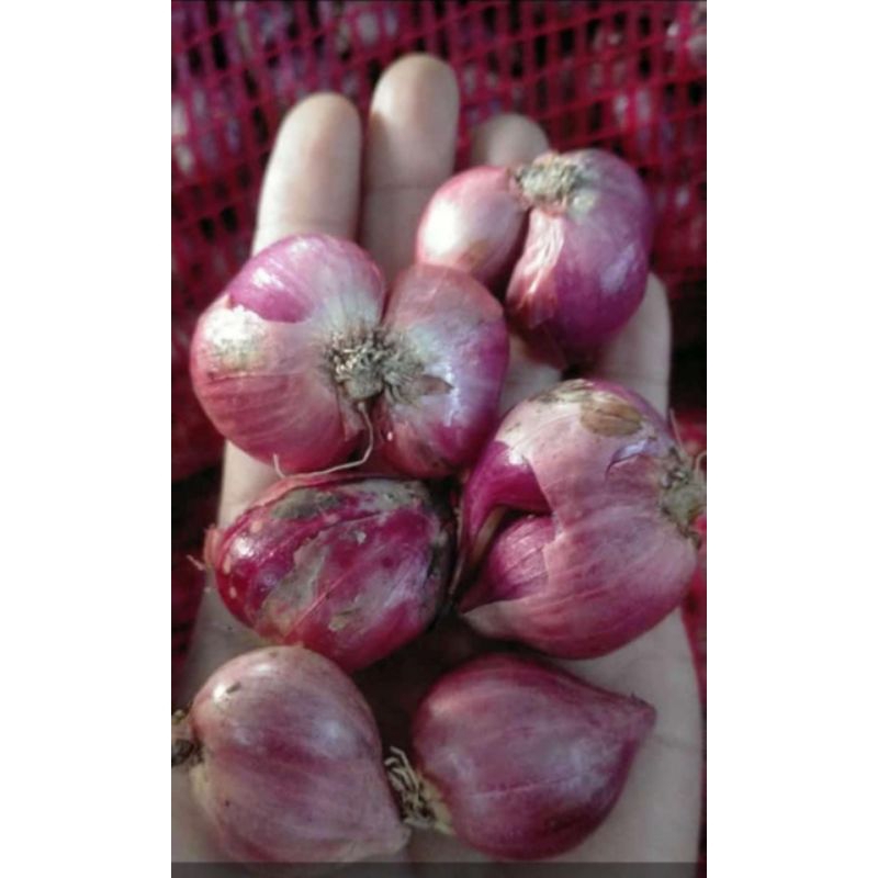 

Bawang merah 1kg balut 500gr