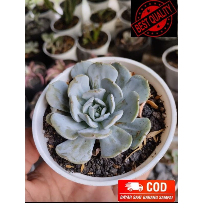 kaktus sukulen mini import free pot hitam