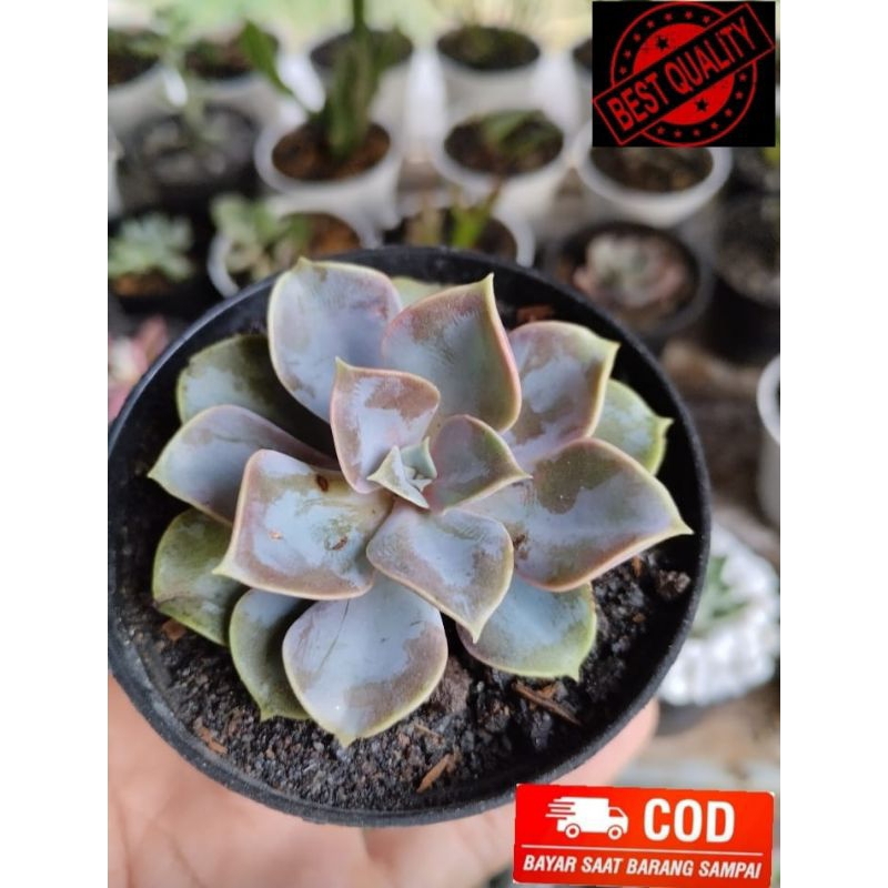 Kaktus sukulen mini import murah free pot hitam