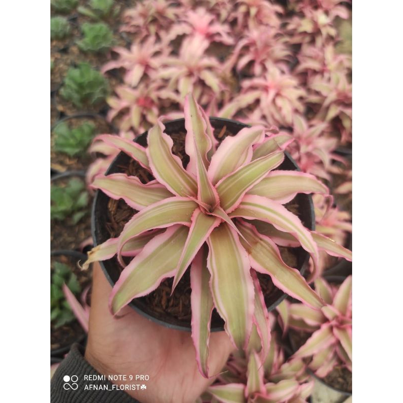 Kaktus sukulen mini import