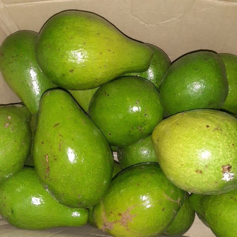 

Alpukat super isi 3/kg