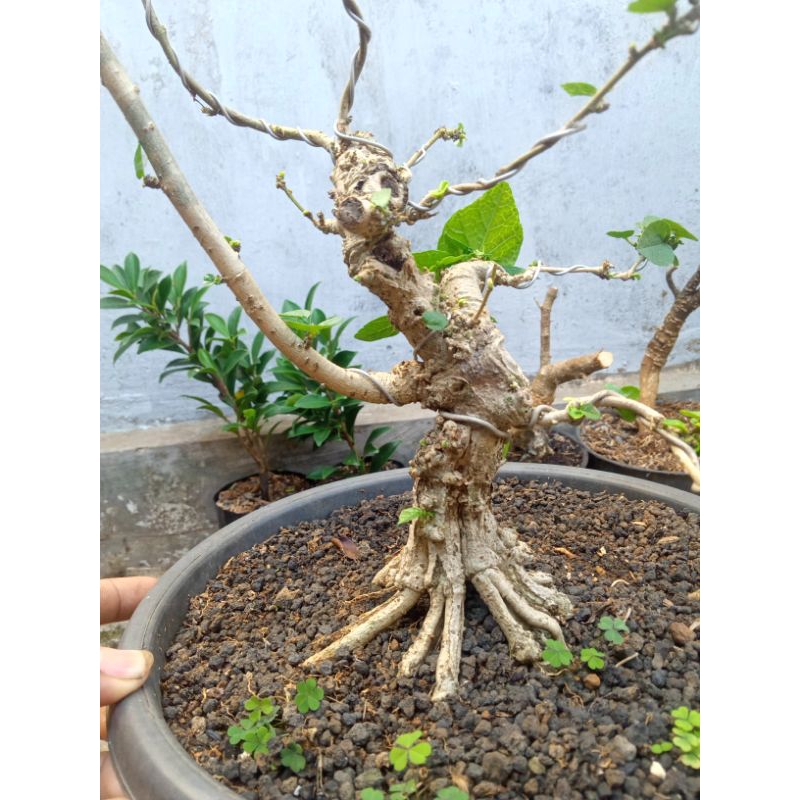 bonsai waru lokal rawatan recomended