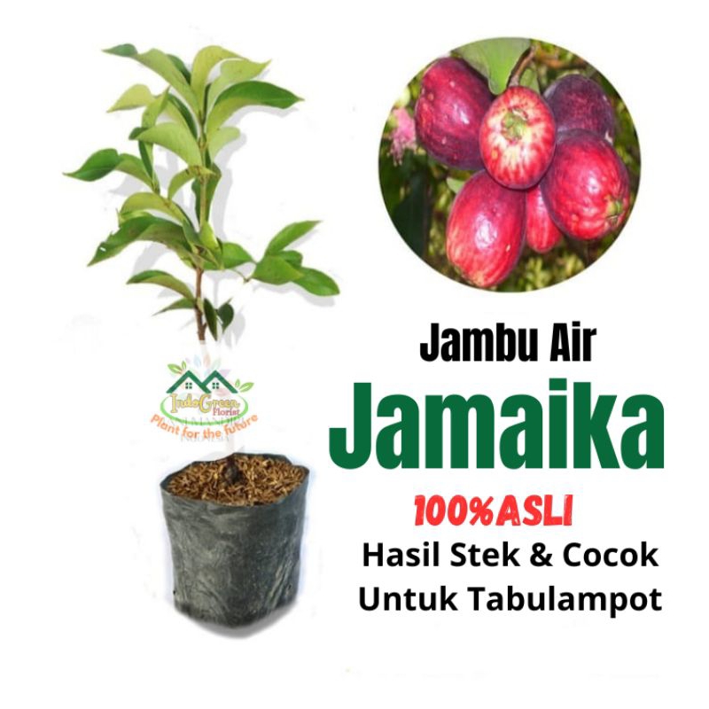 Bibit jambu air Jamaika jumbo / jambu bol siap buah / Tanaman Jambu Jamaika