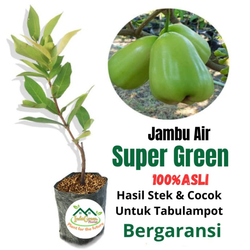 Bibit Jambu Air Super Green /Tanaman Jambu Air Super Green/ Buah Jambu air/Super Green Berbuah Cepat