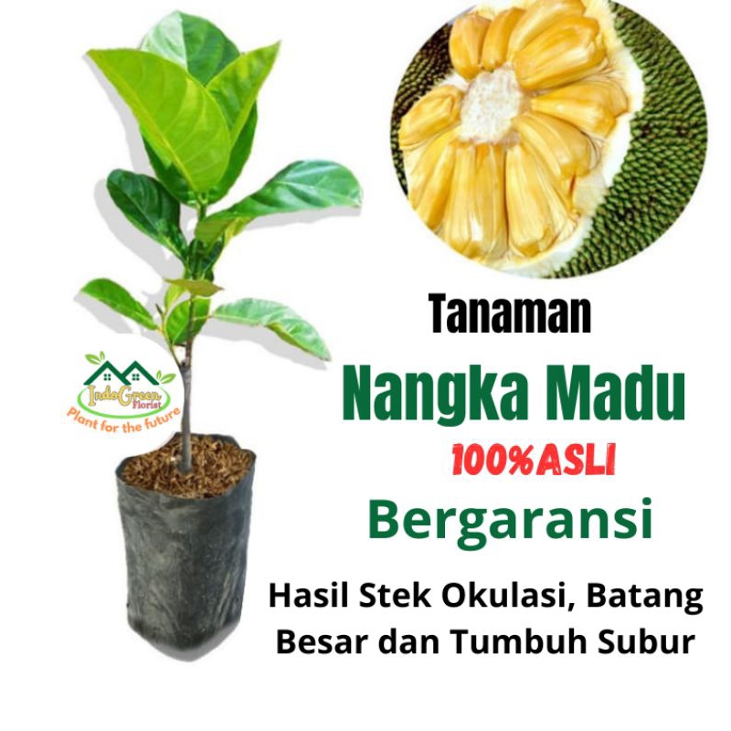 Bibit Nangka Madu Manis /Tanaman Nangka Madu Okulasi Cepat Berbuah