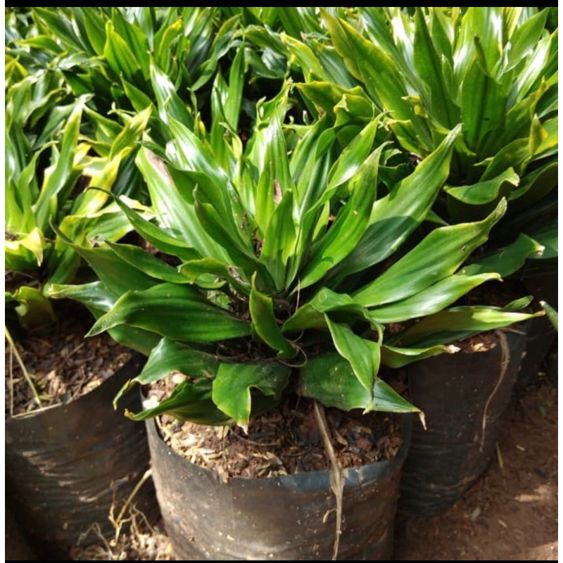 tanaman hias hanjuang kemoceng // andong kemoceng