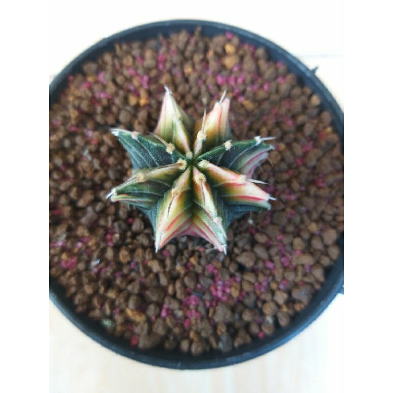 Kaktus gymno LB hybrid varigata