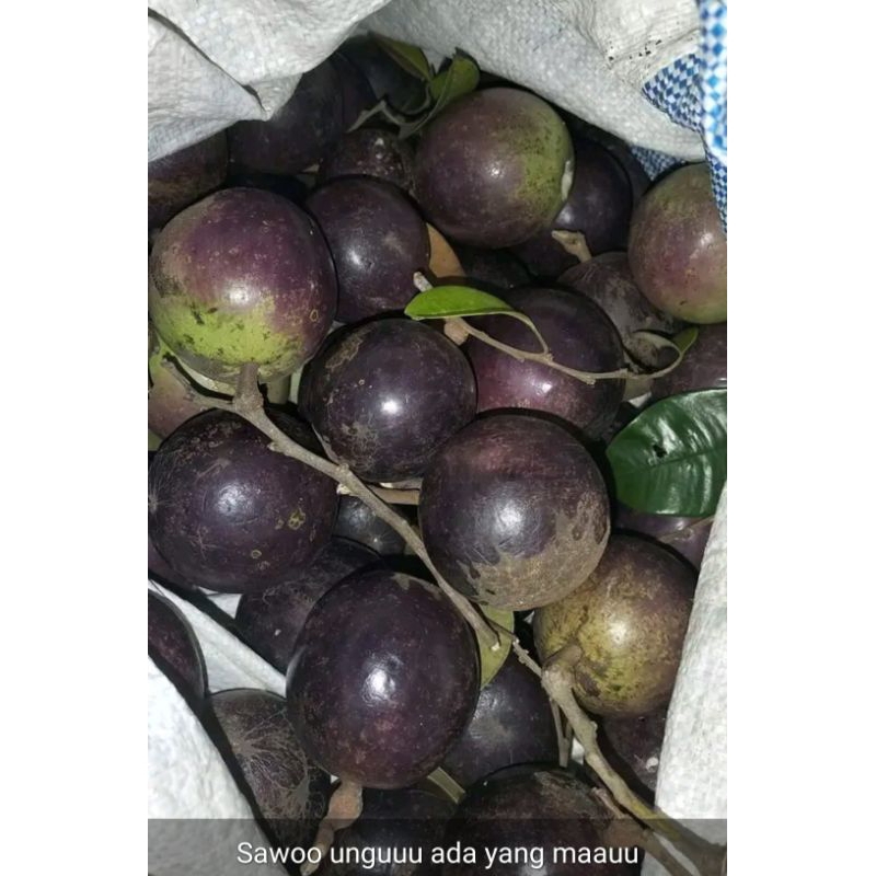 Sawo Susu unggu / kenitu/Glitu/manaeccu 1 kg