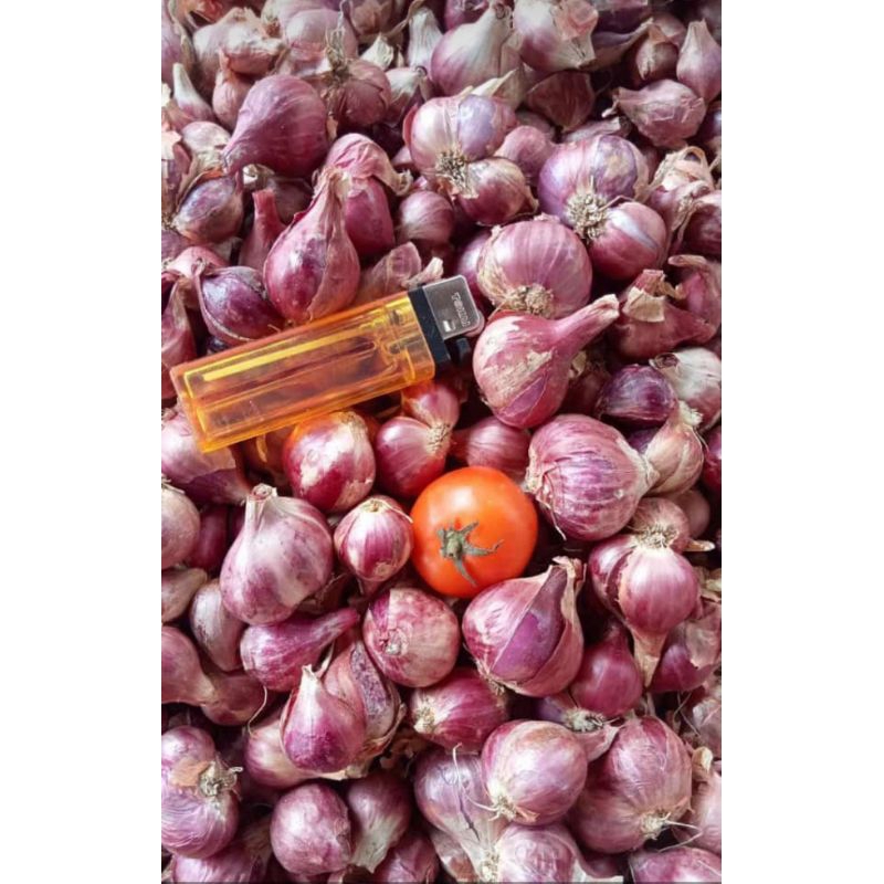 

bawang merah 1 kg