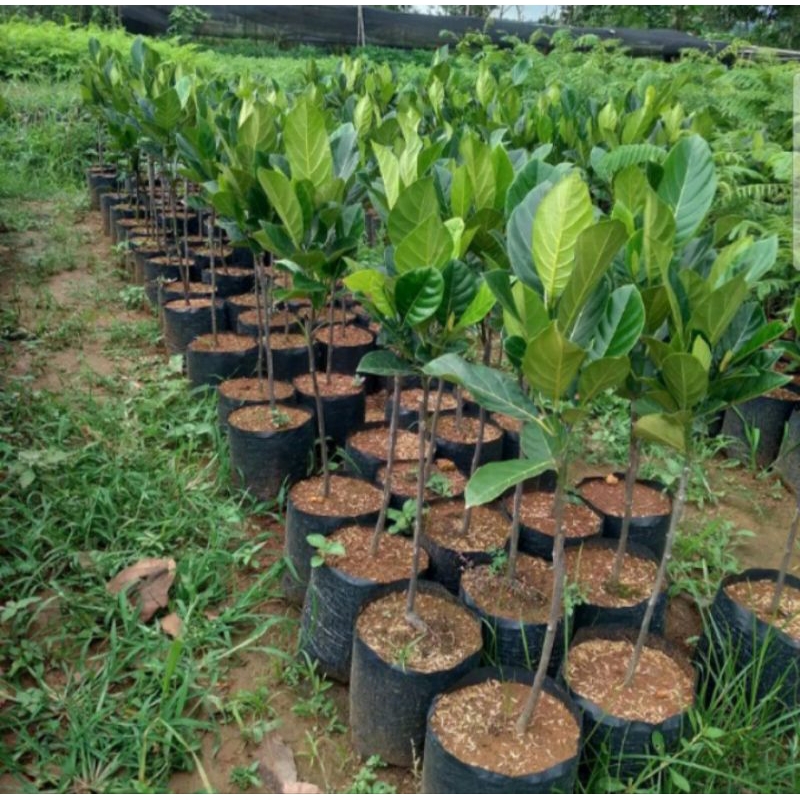 nangka mini nangka madu