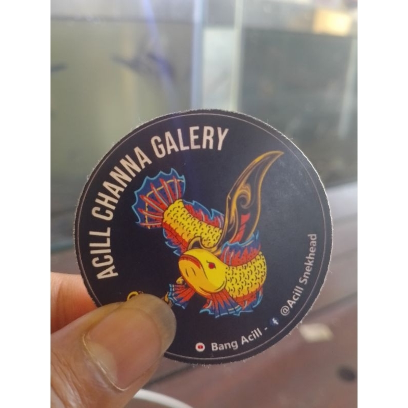 stiker channa stewartii full dott