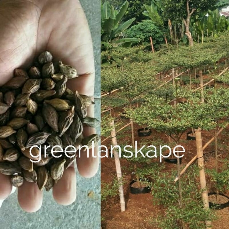 biji ketapang kencana 10 biji