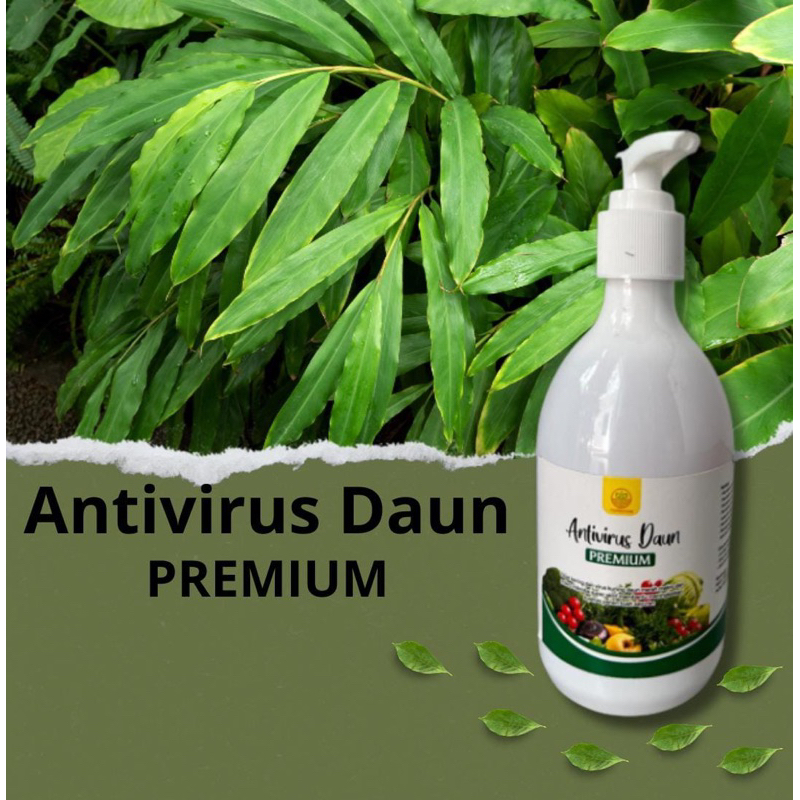 pupuk Anti virus Daun  bule cabe obat hama anti virus keriting patek daun kuning pada cabai terong t