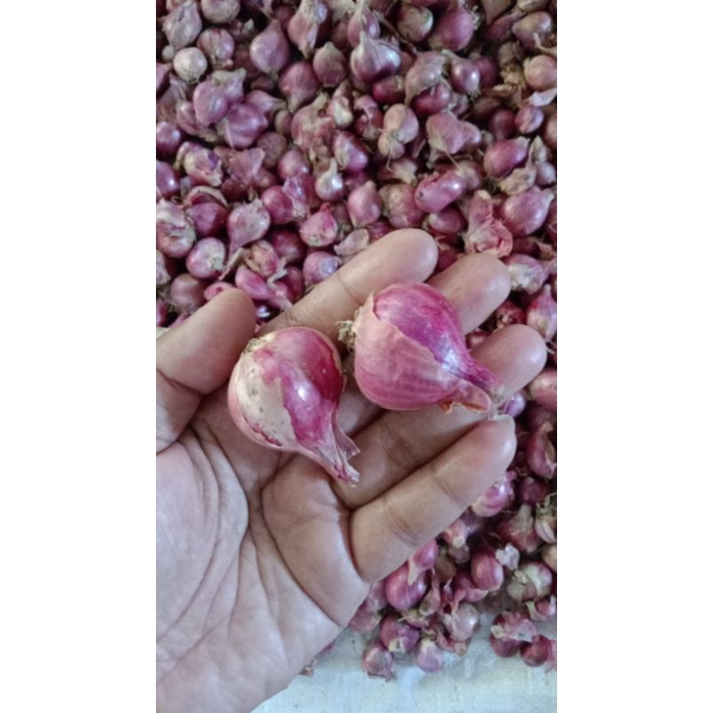 

Bawang Merah Lokal 500gr