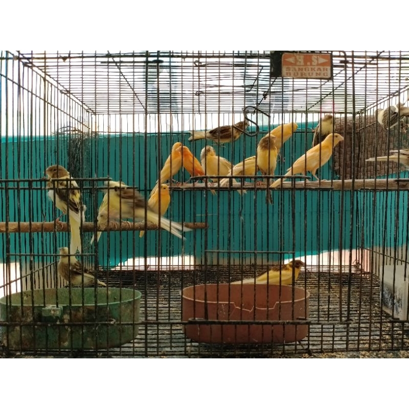 kenari bahan jaminan jantan