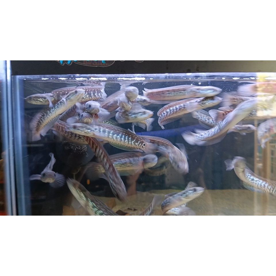 Asiatica WS Pure Size 5-6cm Full Dot Snakehead Gabus Hias Fulll Pelet Channa