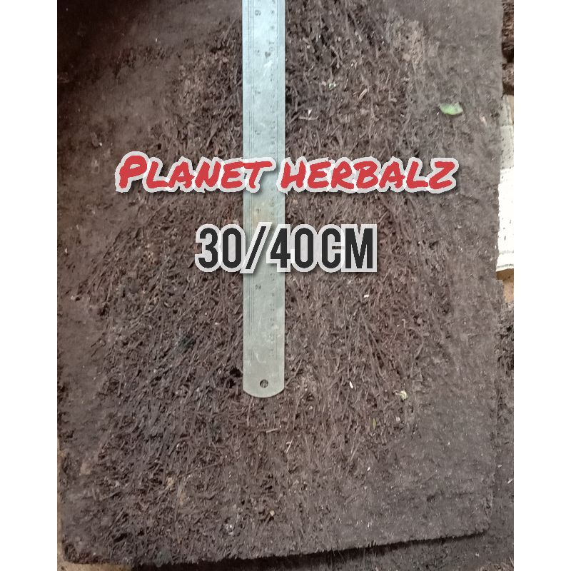 papan pakis jumbo media tanam anggrek 30/40 cm
