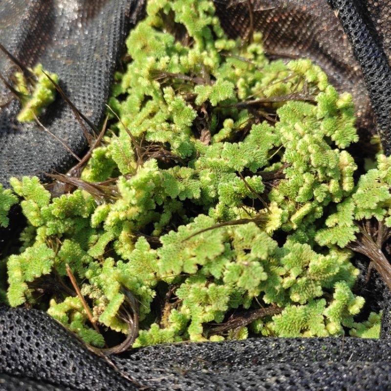 azolla 1kg