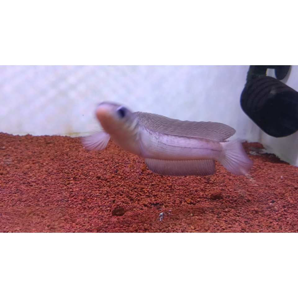 Asiatica Leucistic Leukistik 15cm Snakehead Gabus Hias Full Pelet Channa