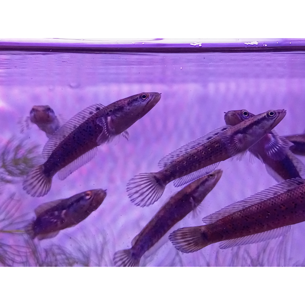 Blue Pulchra Size 6cm up Snakehead gabus Hias Full Pelet Channa
