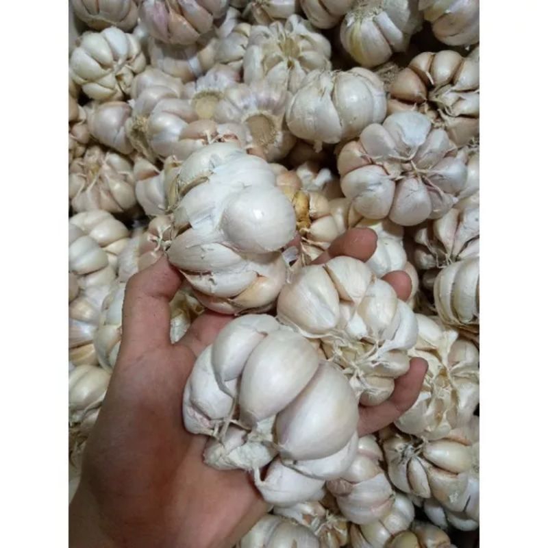 

Bawang Putih Super