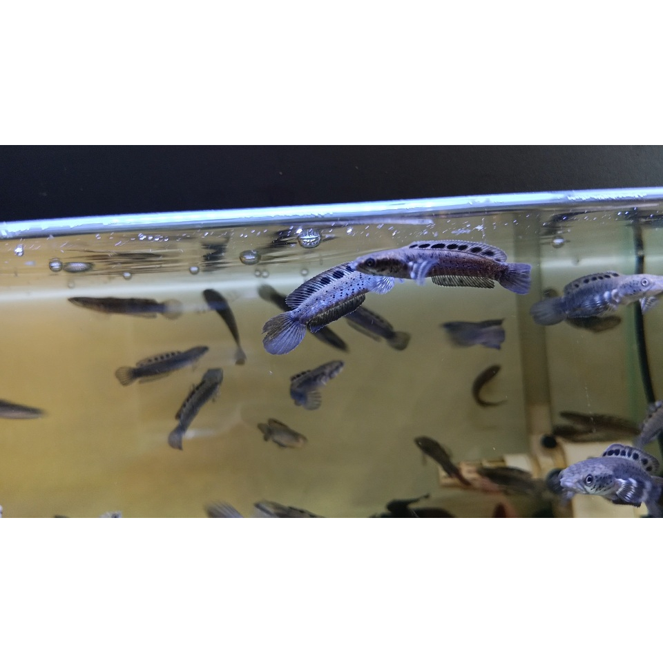 Ornatipinis Orna Yellow Lips 6cm up Snakehead Gabus Hias Full Pelet Channa