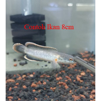 Limbata Golden Stripe Strip CB Size 7cm up Gabus Hias Snakehead Full Pelet Channa