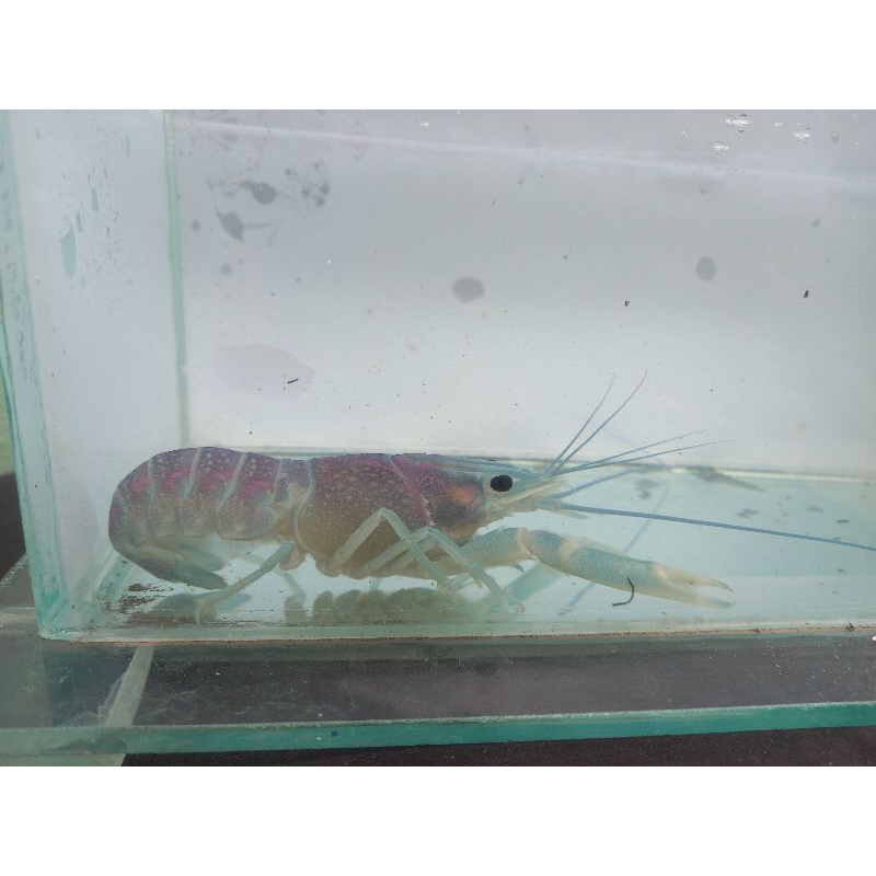 lobster air tawar hidup