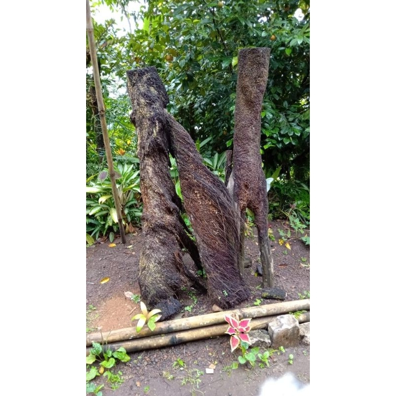 media tanam anggrek pohon pakis besar