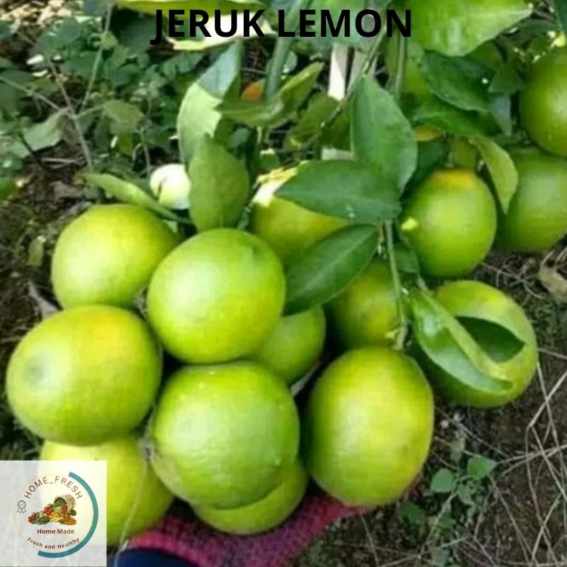 

Jeruk Lemon Lokal California Segar 1 Kg