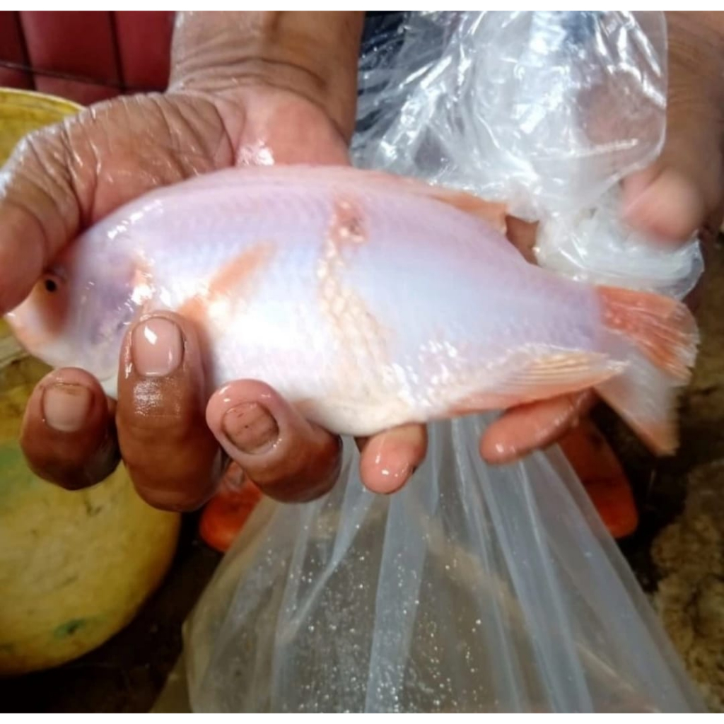 

Ikan Nila 1 Kg