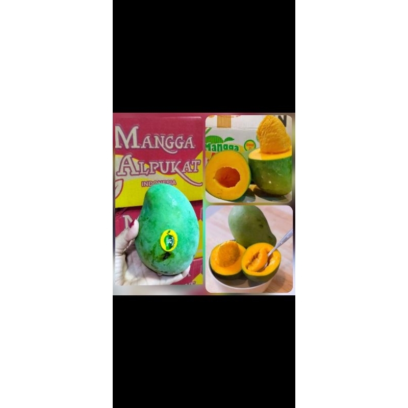 

mangga alpuket 1kg