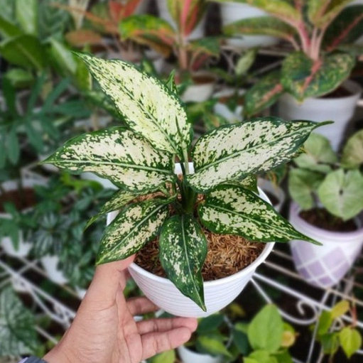 Aglonema Putih Salju / Aglonema Snow White / Aglonema Beras Tumpah