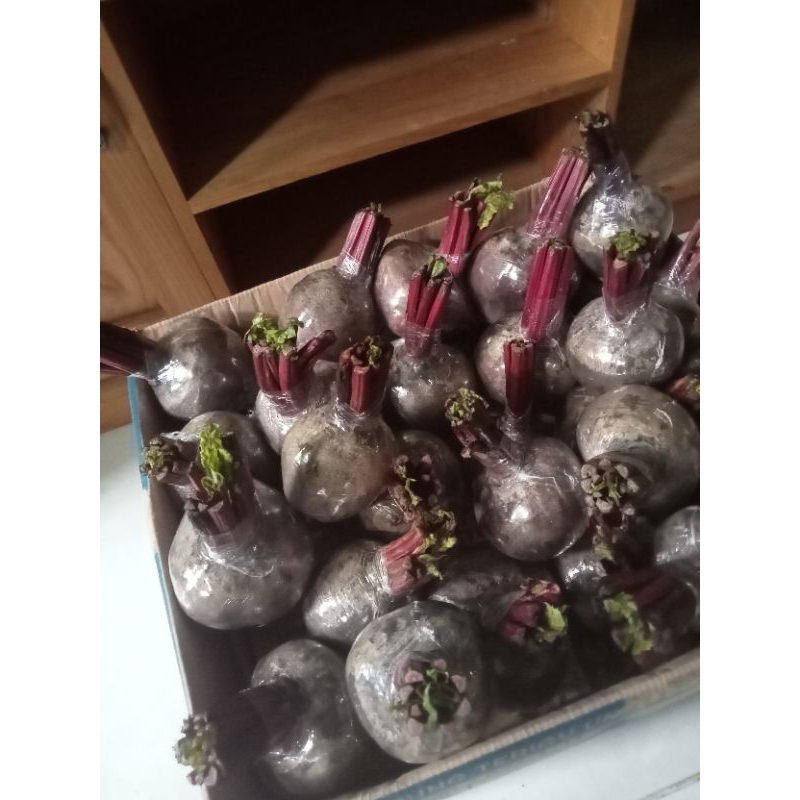

Buah bit fresh 1/2kg(500gram)