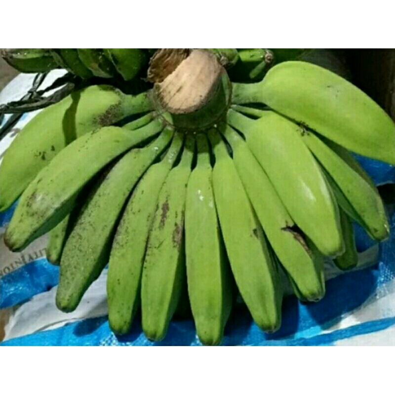 

Pisang Kepok Hijau Mentah Jumbo Per 6, 10, 16 Dan 18 Biji