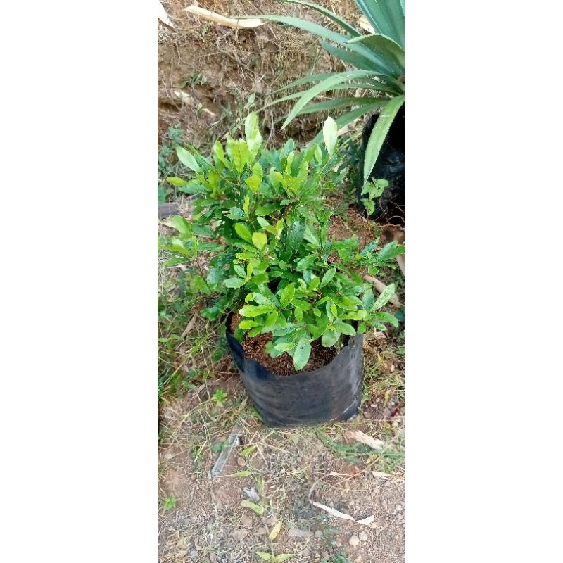 bibit miracle fruit / miracle fruit / buah ajaib