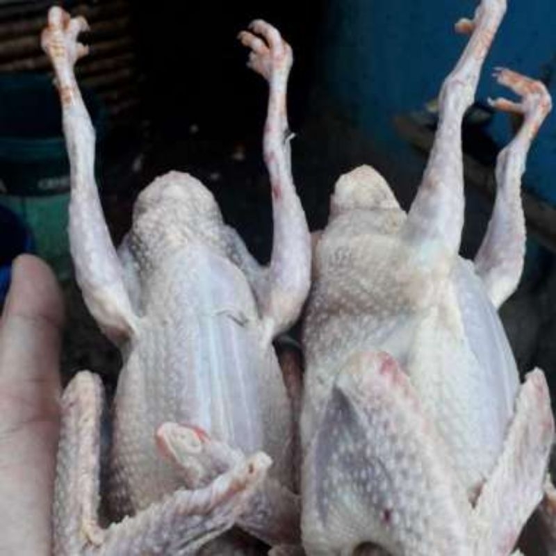

BurungDaraMuda